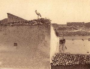 CONSTANTINE ET COTE OUEST 0328 NID DE CIGOGNE A CONSTANTINE